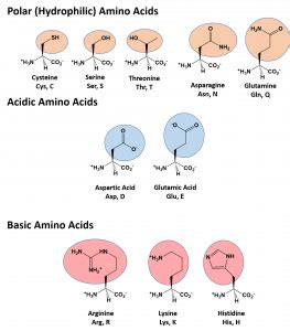 polar amino acids chemistry