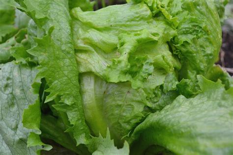 guide iceberg lettuce  sowing  harvest saras kitchen garden