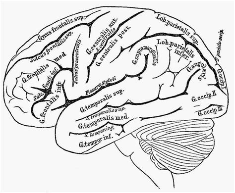 human brain coloring page coloring home