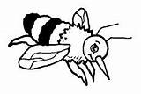 Bee Coloring Bumble Pages Chibi sketch template