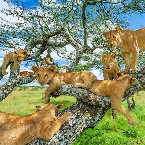 awesome wild animals photography  daniel rosengren