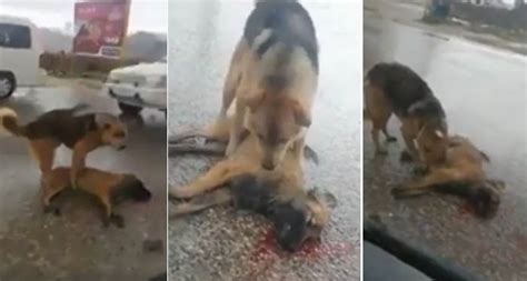 يا صور بالفيديو المؤثر في لبنان كلب وفي يرفض ان يبتعد عن صديقه