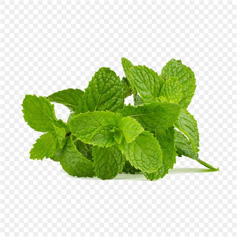 fresh mint white transparent fresh mint leaves isolated green fresh freshness png image