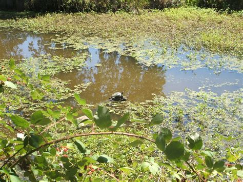 western pond turtle sighting laguna creek watershed council