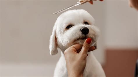 importance  dog grooming metlife pet insurance