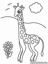 Jerapah Mewarnai Gambar Sketsa Diwarnai Binatang Hewan Kebun Anak Girafe Kartun Warnai Rebanas Memandangi sketch template