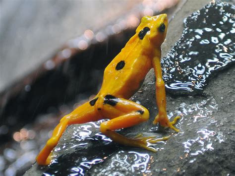 pictures  amphibians bilscreen