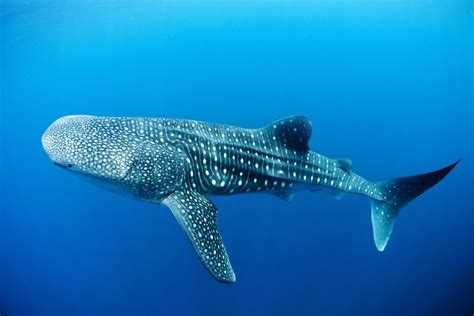 interesting facts  whale sharks haydens animal facts
