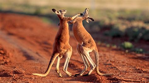 australisches outback australiens tierwelt australien und ozeanien