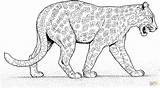 Pantera Panther Giaguari Ausmalbild Giaguaro Desenhar Cammina Kolorowanki Onca Onça Boyama Leopardy Gepardy Walks Printmania sketch template