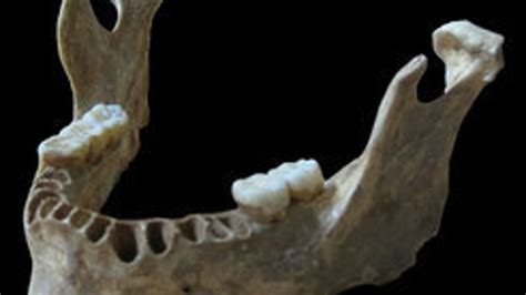 ancient jawbone alters history of human neanderthal sex fox news