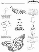 Butterfly Cycle Life Coloring Monarch Worksheet Caterpillar Pages Printable Worksheets Kids Grade Science Metamorphosis Kidzone Ws Stages Drawing Facts 1st sketch template