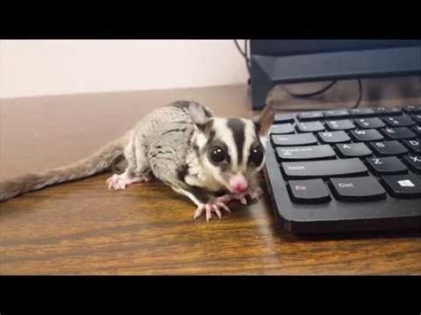 sugar gliders eating  insects warning youtube