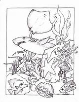 Ocean Coloring Pages Creatures Template sketch template