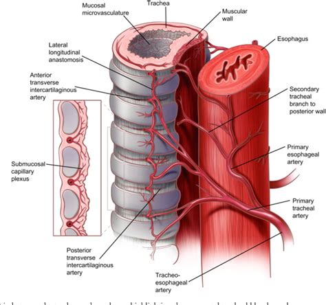 Surgical Anatomy Of The Trachea Semantic Scholar