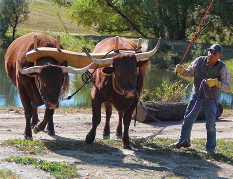 restless native rare oxen pull living history   trail