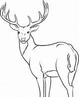 Deer Coloring Pages Buck Whitetail Male Printable Outline Drawing Colouring Mule Kids Alpha Cute Hunting Adult Antlers Chevreuil Dessin Face sketch template