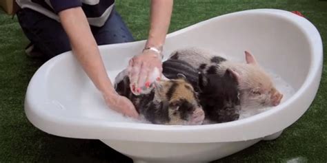 baby micro pigs    bath video huffpost