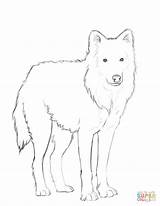 Wolf Coloring Arctic Pages Drawing Printable Mexican Grey Clipart Colouring Animals Print Drawings Color Book Sheets sketch template
