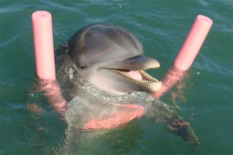 dolphin cove   west bay ecayonline