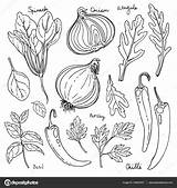 Spices Drawing Getdrawings sketch template