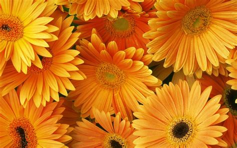 orange flowers hd desktop backgrounds