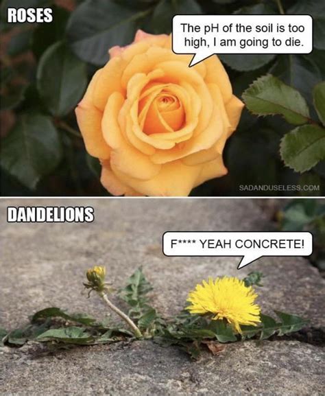 F Yeah Concrete Crosspost From R Funny Roses Vs Dandelions R