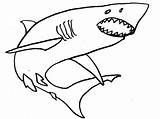 Shark Requin Coloring Dessin Coloriage Drawing Pages Animals Tooth Getdrawings Blanc sketch template
