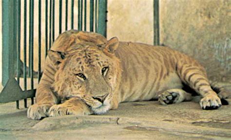 liger mammal