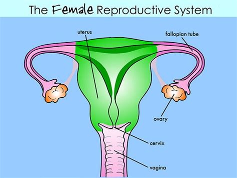 kh slideshow thumbnail 1 reproductive system female reproductive