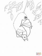 Stellaluna Fruit Hanging Coloring Pages sketch template