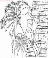 Coloring Pages Book Birds Caribbean Drafts sketch template