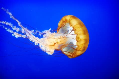 jellyfish bottoms stun scientists voice  prophecy