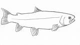 Trout Paintingvalley Anatomy Skeleton Sockeye Coloringbay Shark Aids Curriculum sketch template