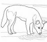 Dingo Coloring Water Printable Pages Drinking Clipart Color Puppy Drinks Version Click Drawings Clip Online sketch template