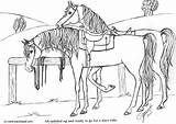 Pferde Malvorlage Caballos Colorare Ausmalbild Ausdrucken sketch template