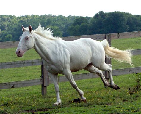 cremello stallion   venomxbaby  deviantart