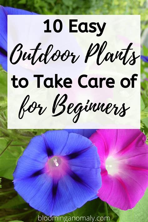 easy outdoor plants   care   beginners blooming anomaly