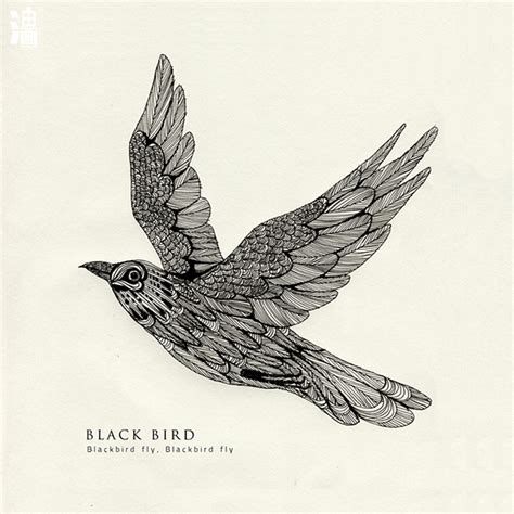 blackbird  behance