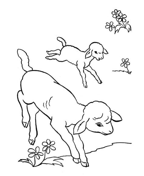 lamb  baby lamb coloring page baby lamb coloring pages