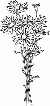 Coloring Daisy Pages Visit Flower Drawing sketch template