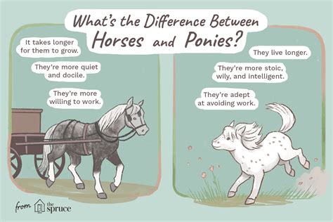difference  horses  ponies