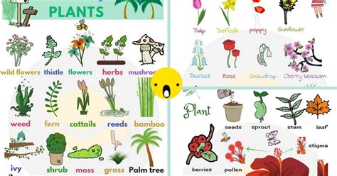 list  plant  flower names  english  pictures