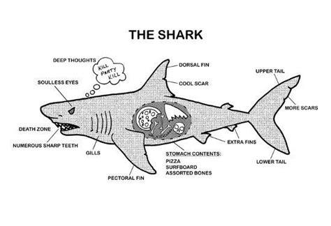 shark anatomy diagram print allposterscom