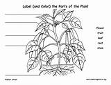 Parts Plant Label Structure Flower Plants Worksheet Sketch Diagram Labeling Clipart Coloring Color Pdf Seed Template Resolution Flowers Root Worksheets sketch template