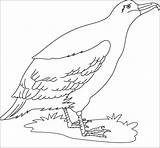 Albatross Coloring Pages Bird Cute Birds Coloringbay Template 658px 16kb Recommended sketch template