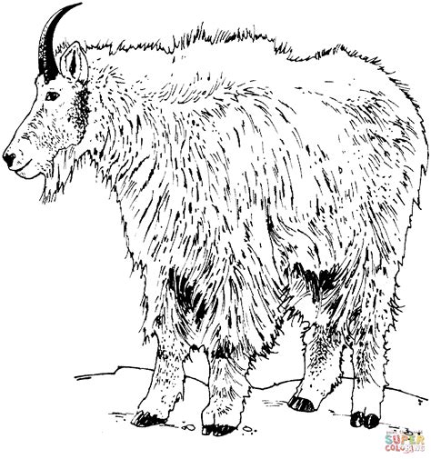 mountain goat coloring   designlooter