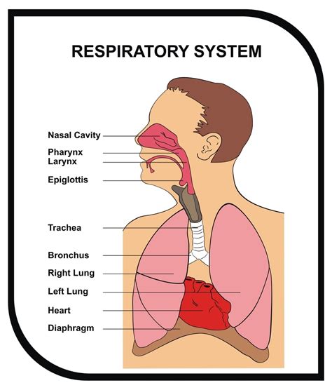 upper respiratory tract  mandibular advancing devices dentist