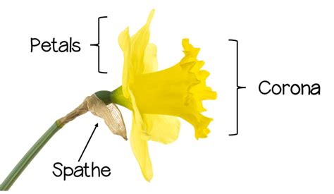 daffodil dissection discovery place nature