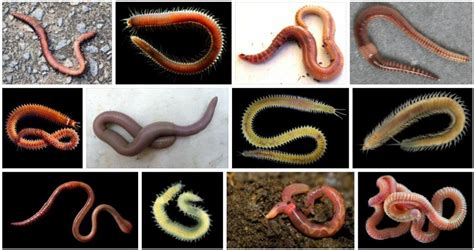 meaning  annelids homethodology